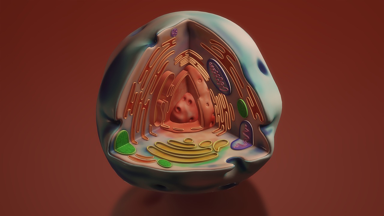 Microplastics and nanoplastics impair mitochondrial function and accelerate cardiovascular diseases